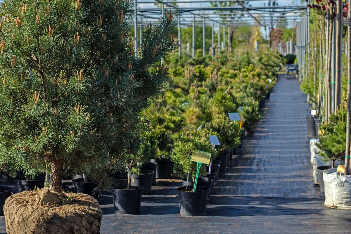 Nursery with lush greenery and potted trees