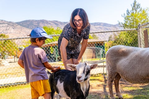 Child feeding goats at petting zoo