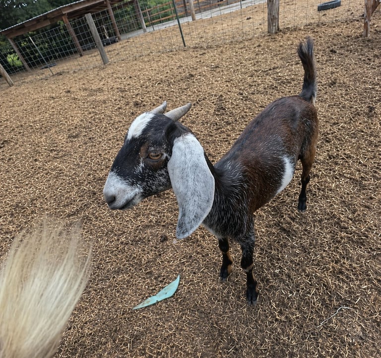 Black and white goat standing in a dirt pen with fencing in the background