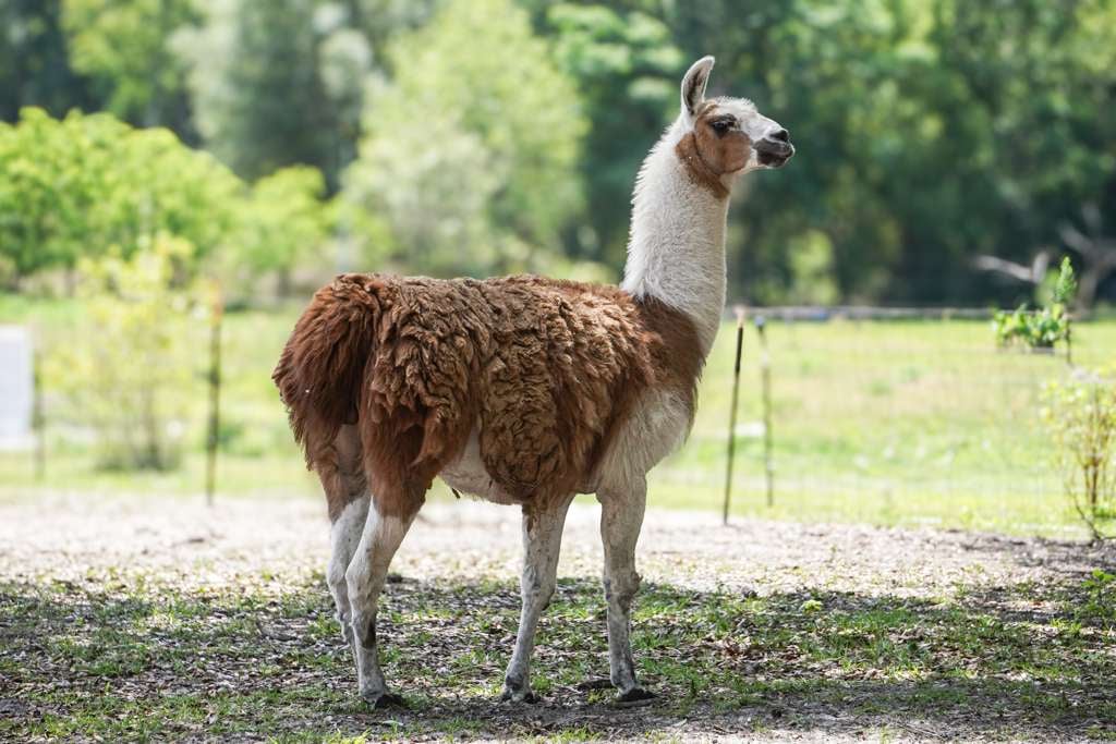 Brown and white llama standing in a grassy pasture with green trees in the background