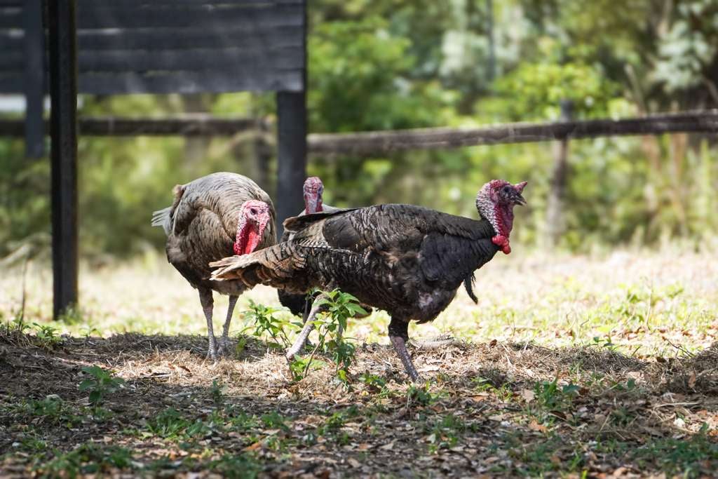 Two turkeys in a fenced enclosure with green trees in the background