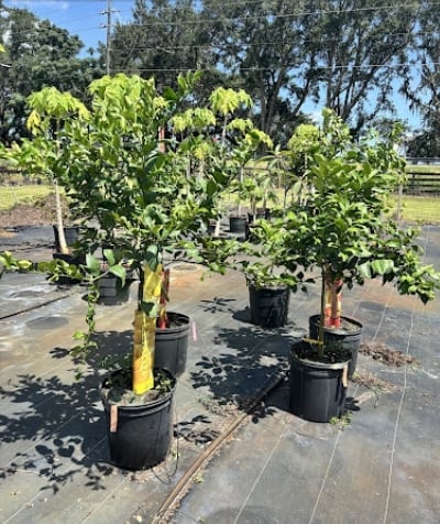 Young citrus trees in black plastic pots growing in a nursery with green foliage and wooden stakes for support
