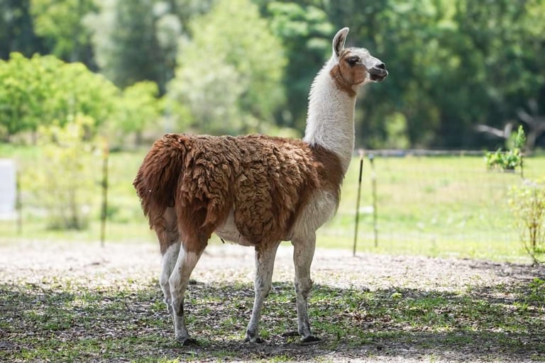 A brown and white llama standing in a gravel field with lush green trees and pasture in the background