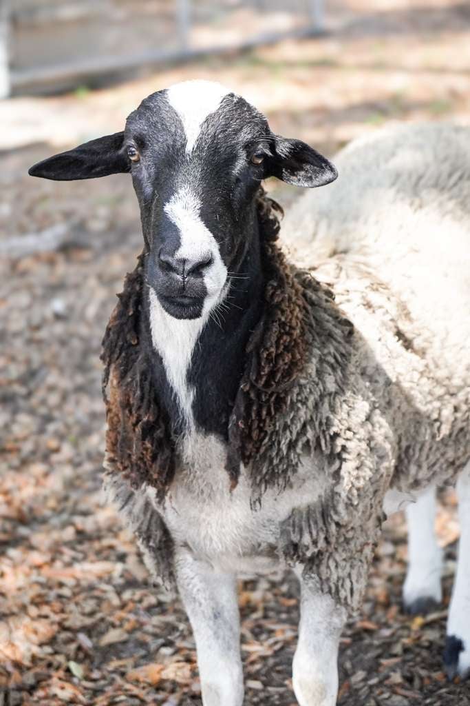 Black and white goat with long ears standing on gravel, looking directly at camera