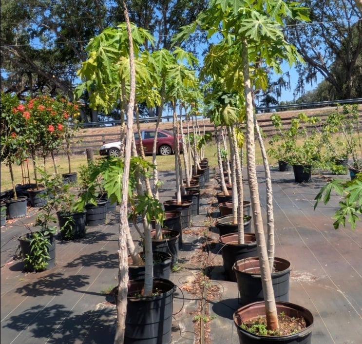 Young tree seedlings with tall trunks growing in large potted containers at a nursery, with wooden fencing and vehicles visible in the background.