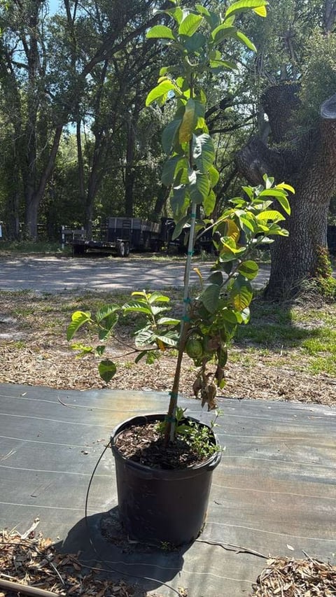 Guava tree
