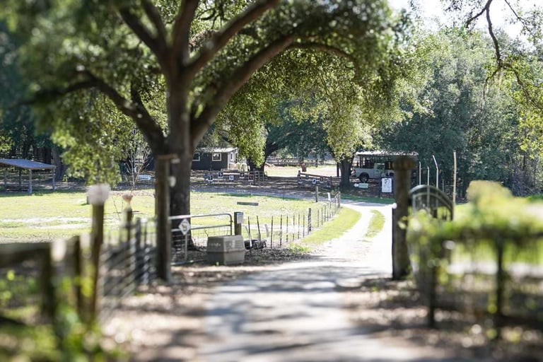 Tree-lined gravel driveway leading to a rural farm with wooden fences and pastoral landscape