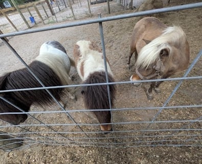 Miniature horses