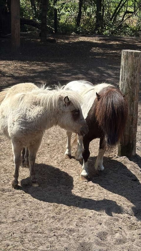 Two miniature horses standing side by side on sandy ground near a wooden fence in a wooded enclosure