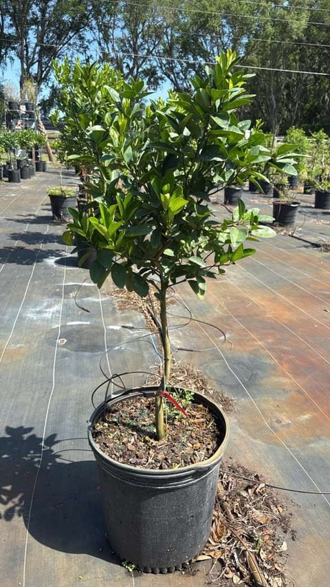Tangerine tree