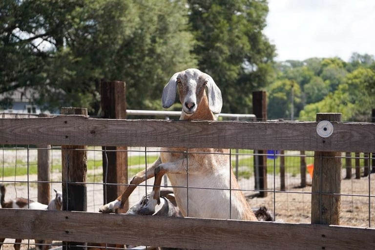 A light-colored goat standing on a wooden fence railing at a farm, with green trees and fields in the background