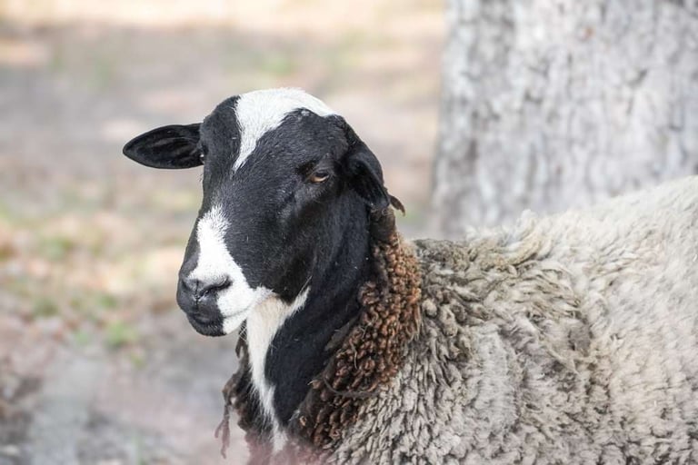 Black and white goat with gray woolly body standing outdoors near a tree trunk