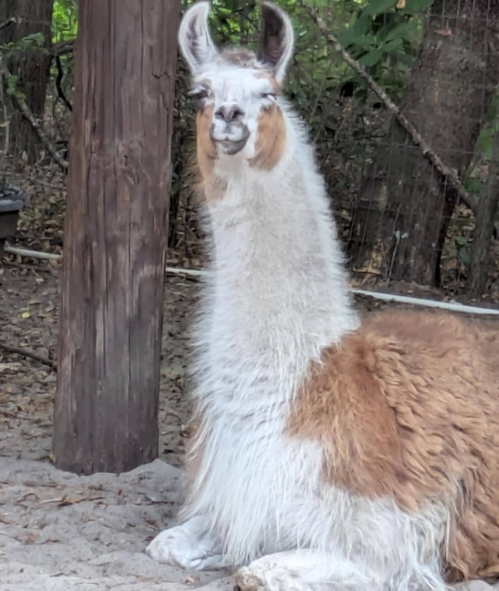 White and brown llama standing outdoors next to wooden post, looking at camera