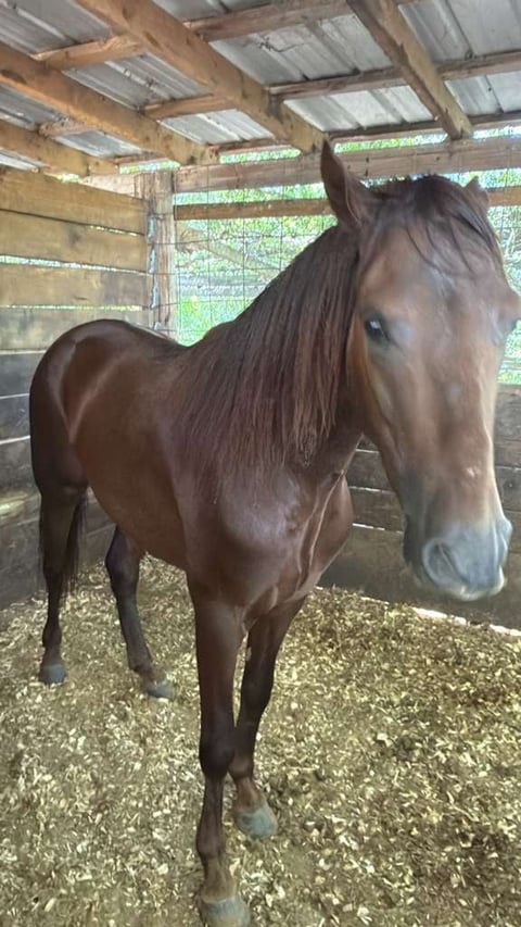 Brown horse standing in wooden stable with metal roof and hay bedding