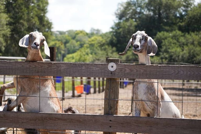 Two goats standing on hind legs at a wooden fence with a pastoral landscape and farm in the background