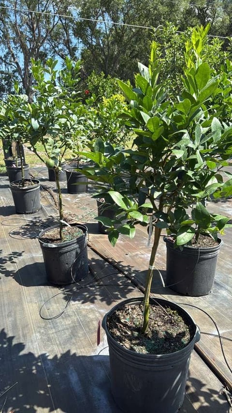 Key lime tree