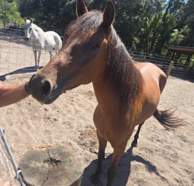 Brown horse standing in sandy arena