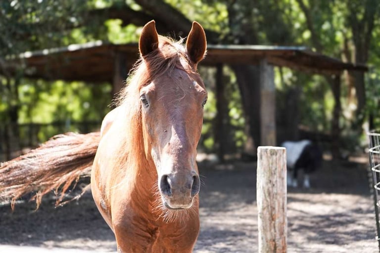 Brown horse standing in a fenced outdoor paddock with logs and wooden structures in the background