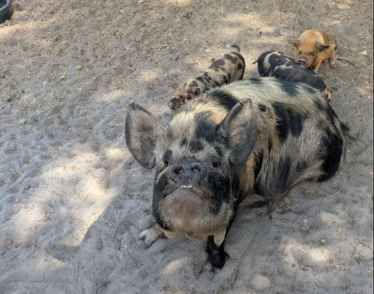 A scruffy brown and black goat standing on dirt ground, looking up at the camera