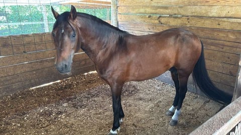 Dark brown horse standing in a dirt pen with wooden fence and metal gate