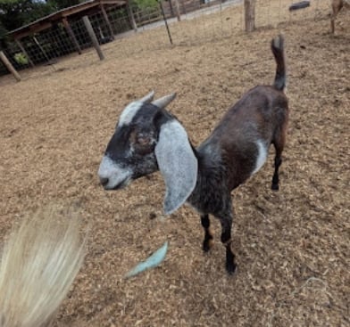 Goats playing
