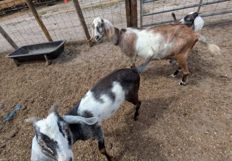 Three goats in a dirt pen with fencing and feeding troughs