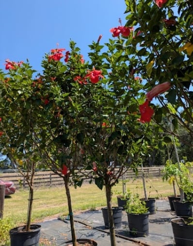 Young hibiscus trees with red flowers in black pots at a plant nursery with clear blue sky