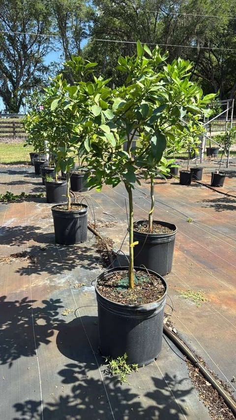Grapefruit tree