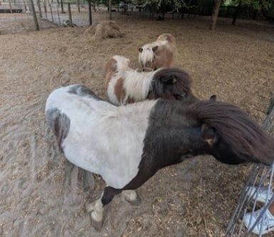 Goats with blanket