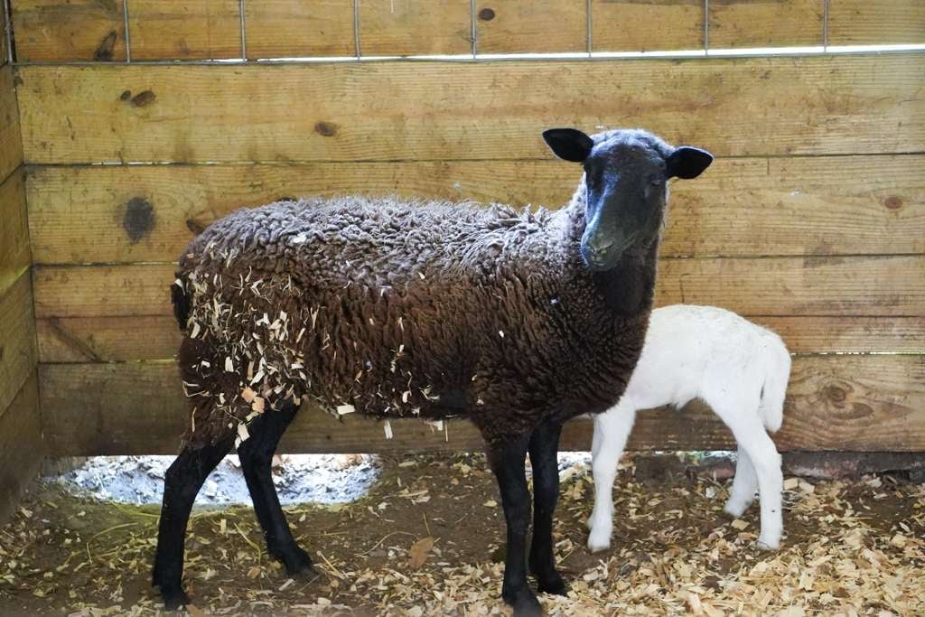 Adult sheep with dark fleece and black legs standing next to a small white lamb in a wooden barn stall