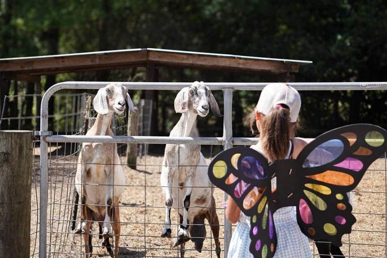Child wearing colorful butterfly wings feeds goats at a farm fence in a sunny outdoor setting