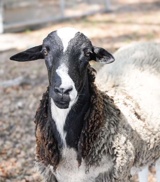 Close-up of a black and white goat with distinctive facial markings looking directly at the camera