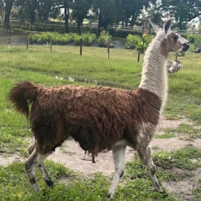 Brown and white llama