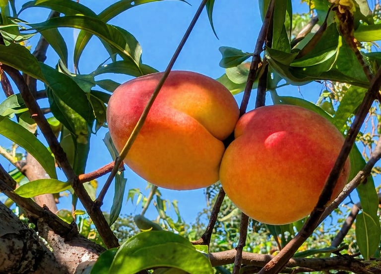 Ripe red and orange mangoes hanging from a tree branch with green leaves and blue sky in background