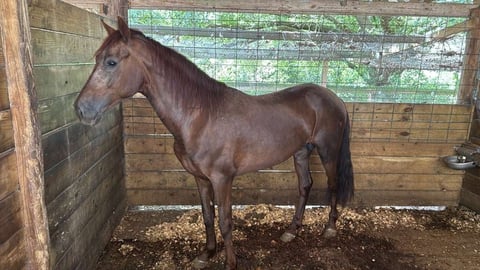 Brown horse standing in a wooden stable enclosure with green mesh fencing