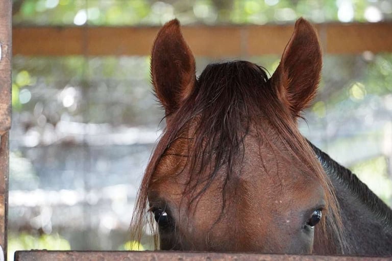 Close-up portrait of a brown horses head facing forward, showing alert ears and eyes, with a blurred outdoor background