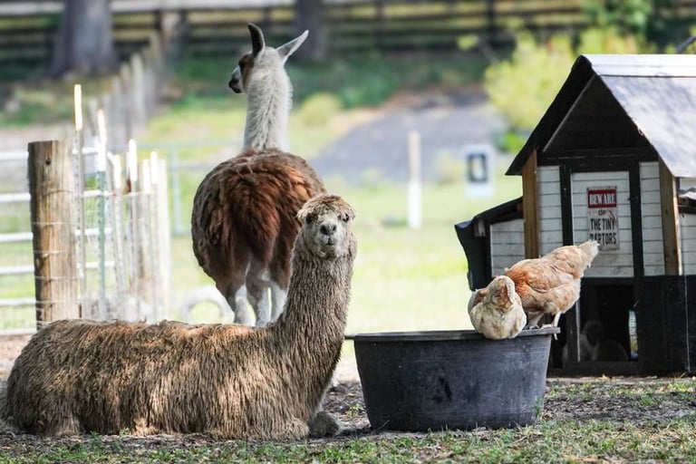 Two llamas in a farmyard setting with a wooden shelter, fence, and black bucket on the ground