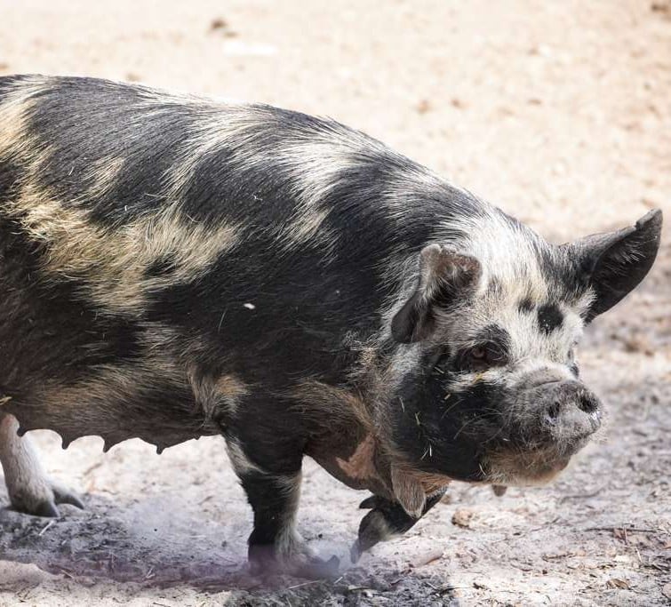 Black and white striped pig walking on sandy ground