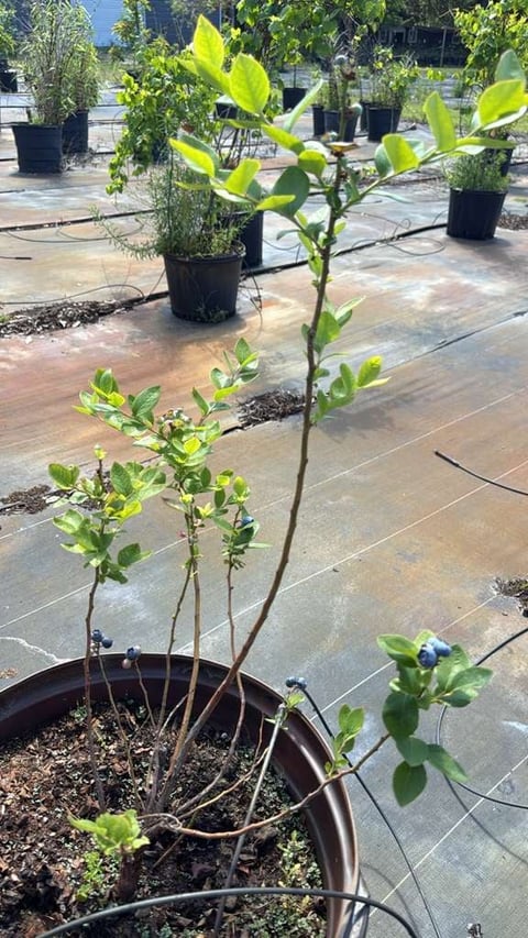 Blueberry plant