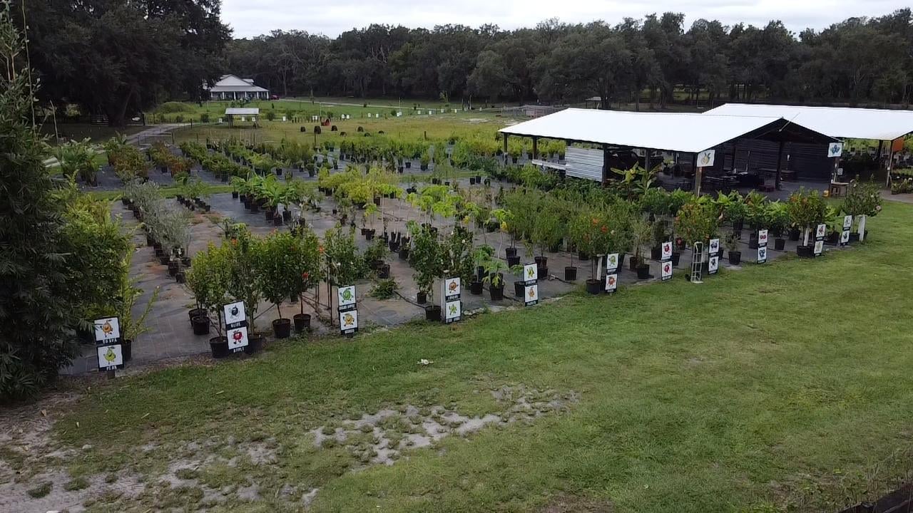 Aerial view of a plant nursery with rows of young trees in containers, black shed, and white tent-like structure in a rural setting.