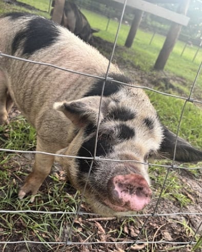 A brown and black striped pig sniffs the ground near a wire fence in a grassy pasture.