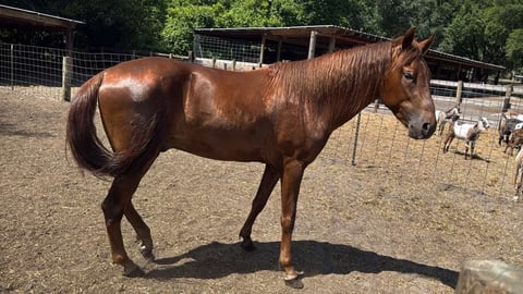 Brown horse standing in a dirt corral with wooden fencing and trees in background
