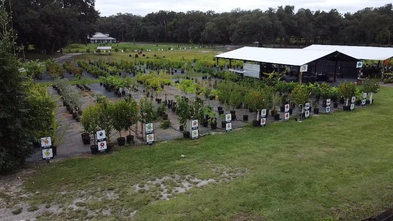 Tree nursery