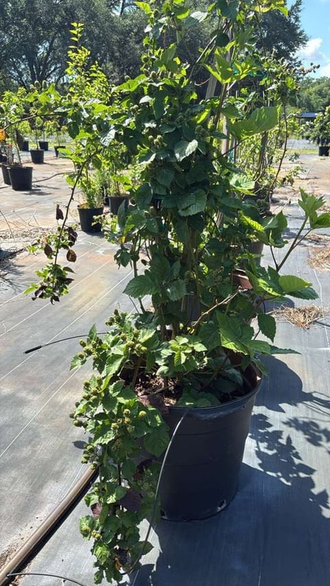 Blackberry vine