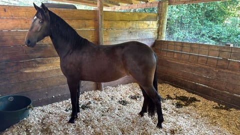 Dark brown horse standing in wooden stable with gravel floor and metal water bucket