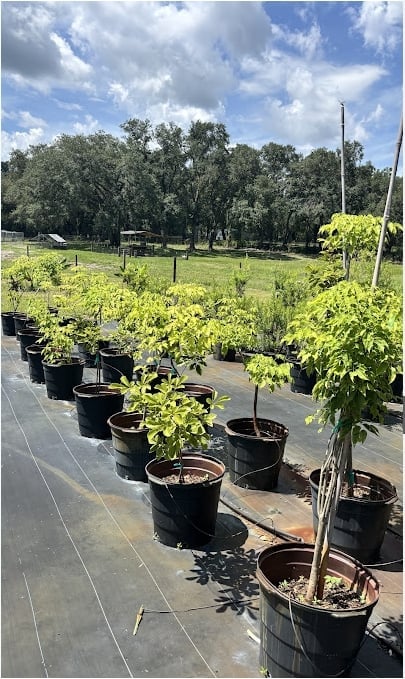 Young trees in large black pots arranged in rows at a nursery with fields and blue sky in background