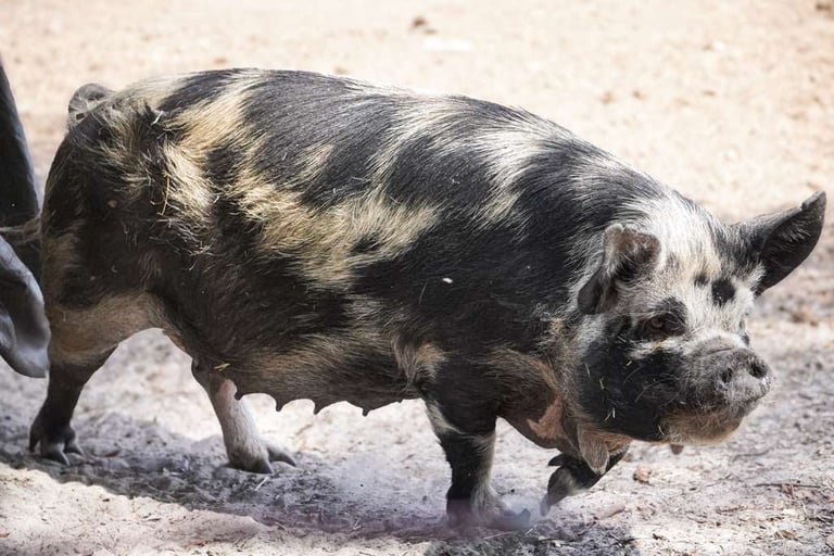 Black and white striped piglet standing on sandy ground