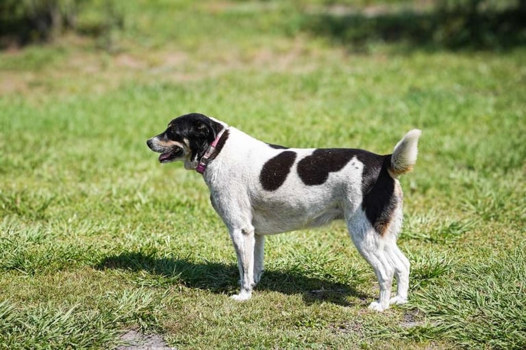 Black and white small dog standing on grass in profile, with mouth open slightly