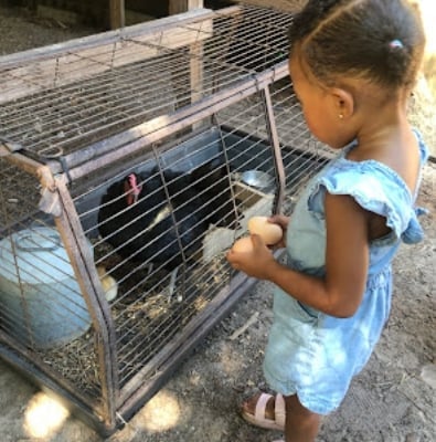 Child in tie-dye shirt feeding pigs through a fence in a metal pen