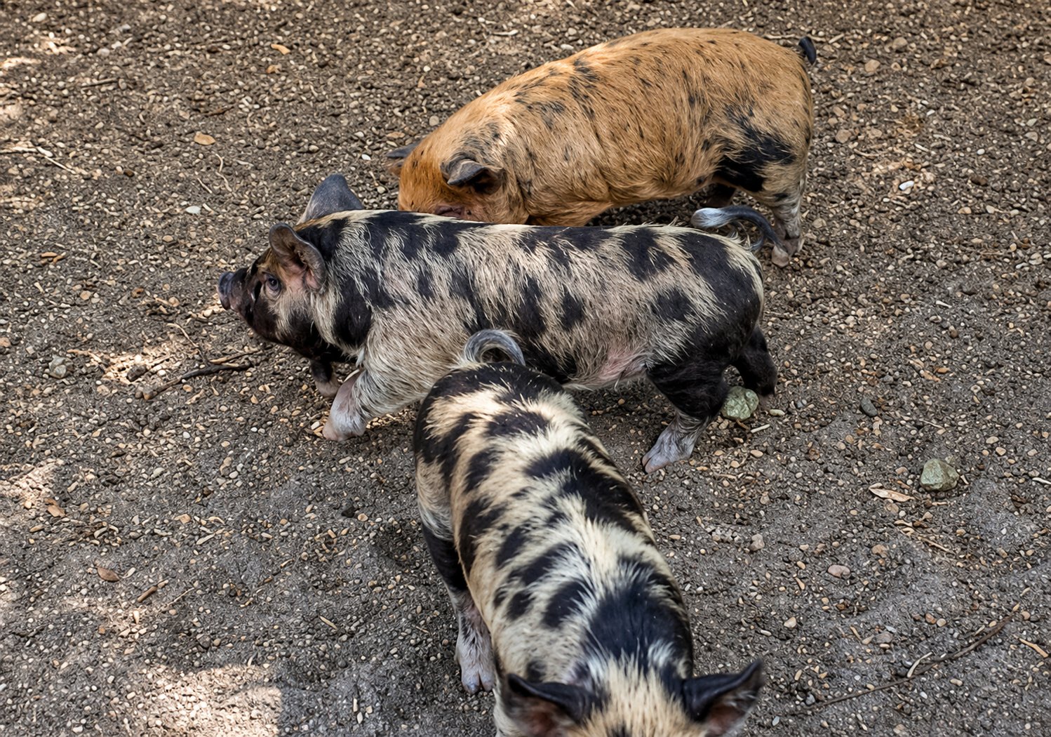 Three small dogs lying on gray asphalt in a playful pile arrangement